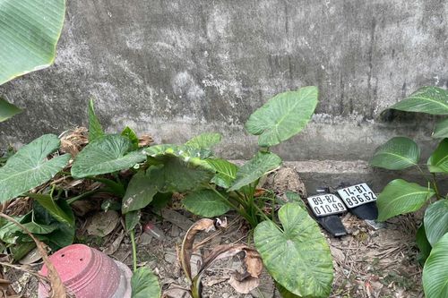Cảnh báo trào lưu độc hại: chặt biển số để khoe trên mạng xã hội