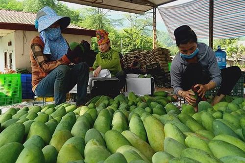 Sơn La đột phá trong phát triển nông nghiệp