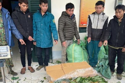 Lai Châu bắt các đối tượng vận chuyển gần 4 tạ sâm nhập lậu