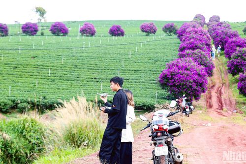 Mộng mơ sắc tím 'vẽ' trên đồi chè xanh mơn man