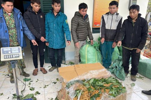 Lai Châu: Bắt nhóm đối tượng vận chuyển sâm lậu từ Trung Quốc vào Việt Nam