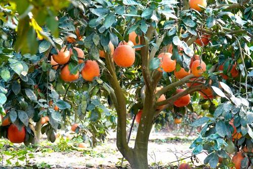 Bưởi đỏ Luận Văn đắt khách dịp Tết Nguyên đán Ất Tỵ