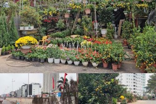 Ngày cận tết, chợ cây cảnh vẫn vắng bóng người mua