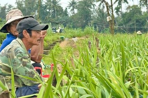 Giáp Tết, hoa chết hàng loạt, nông dân Quảng Ngãi nguy cơ trắng tay