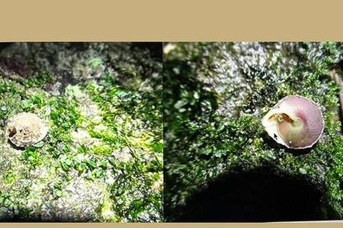 Phát hiện loài ốc lạ trong hang động lớn nhất hành tinh