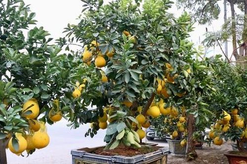Bưởi cảnh, đào cổ hàng chục triệu 'đổ bộ' Hà Nội