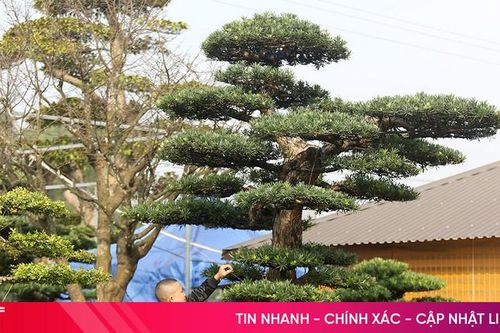 Chiêm ngưỡng vườn tùng la hán tiền tỷ ở Hà Tĩnh