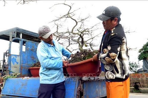 Thương lái đặt mua mai vàng An Nhơn số lượng lớn
