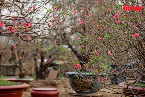 Thị trường đào, quất Nhật Tân ảm đạm trước Tết Nguyên đán