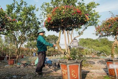Gần Tết, thủ phủ hoa giấy miền Bắc rực rỡ khoe sắc