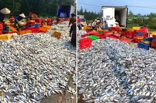 Ngư dân Hà Tĩnh trúng đậm 'lộc biển' ngày cận Tết Nguyên đán