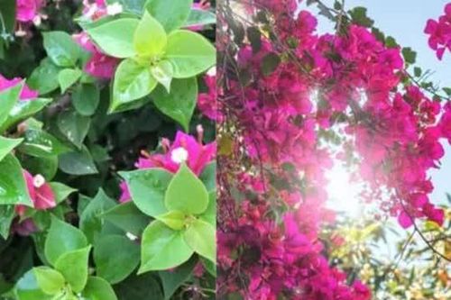 Hoa giấy 'đực' và hoa giấy 'cái' khác nhau như thế nào? Trồng hoa giấy mà không biết điều này bảo sao chỉ tốt lá