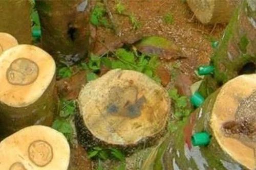 Một địa phương ở Việt Nam sở hữu Bạch Kỳ Nam tốt nhất thế giới, quý hơn kim cương, giá cao ngất 50 tỷ/kg
