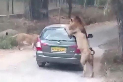 CLIP: Sư tử đực nổi điên, lao tới cắn xé xe ô tô khiến du khách hoảng hồn