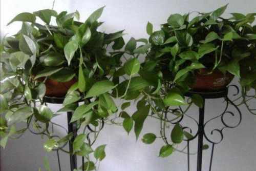 Bí quyết để cây trầu bà mọc lá xanh mướt: Cho cây uống 2 loại 'nước' rẻ tiền mà nhà nào cũng có sẵn