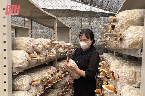 Nông dân trồng nấm chuẩn bị cho vụ tết