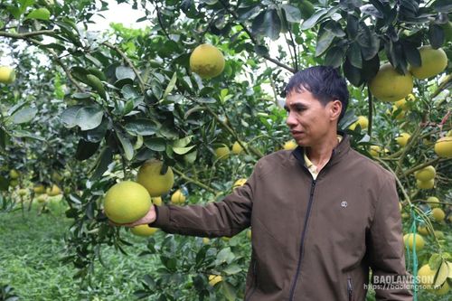 Ứng dụng kỹ thuật, nâng cao chất lượng bưởi