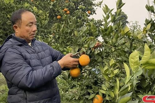 Người có uy tín tiên phong trong phát triển kinh tế