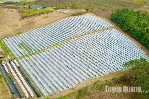 Trồng dâu tây ở Bản Bung