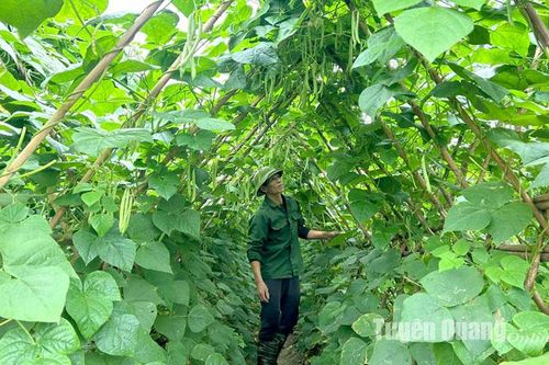 Niềm vui trên những cánh đồng vụ đông