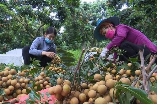 Tận dụng cơ hội xuất khẩu từ khác biệt mùa vụ