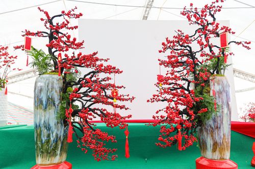 Hoa nhập độc lạ giá trăm triệu đồng, thú chơi Tết mới của nhà giàu Hà Nội