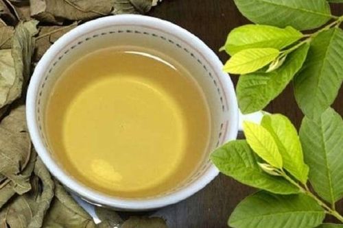 Điều gì xảy ra với cơ thể khi uống nước lá ổi hàng ngày?