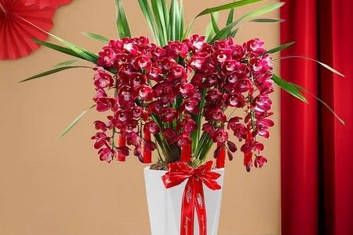 Những loại hoa trưng Tết mang ý nghĩa may mắn, cát tường