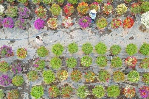 Làng hoa giấy lớn nhất miền Bắc dịp cuối năm
