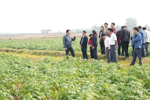 Hà Nội xây dựng vùng trồng khoai tây vụ đông quy mô lớn