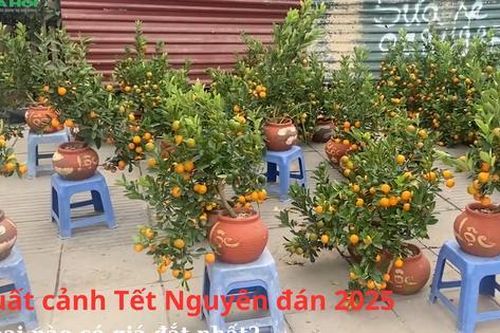 Quất cảnh Tết Nguyên đán 2025, loại nào có giá đắt nhất?