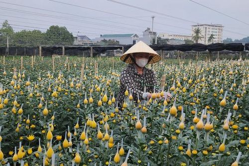Làng hoa lớn nhất xứ Thanh rộn ràng vào vụ Tết