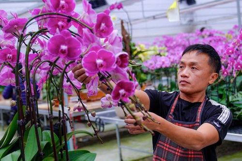 Vườn hoa lan bạc tỷ khoe sắc rực rỡ ngày giáp Tết