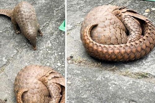 Bị khởi tố vì mua bán 2 con tê tê hoang dã quý hiếm