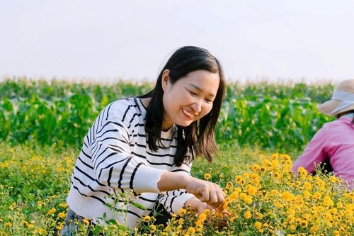 'Đổi đời' nhờ trồng hoa cúc tiến vua