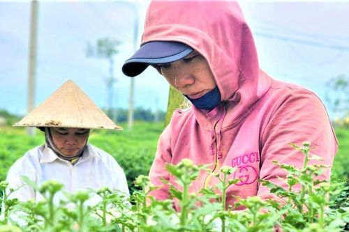 Quảng Ngãi: Vắng bóng thương lái, người trồng hoa cúc lo lắng
