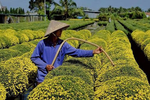 Khai mạc lễ hội hoa kiểng đầu tiên của tỉnh Bến Tre