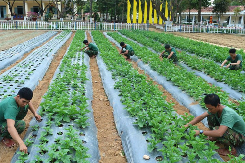 Tích cực tăng gia sản xuất, nâng cao đời sống bộ đội