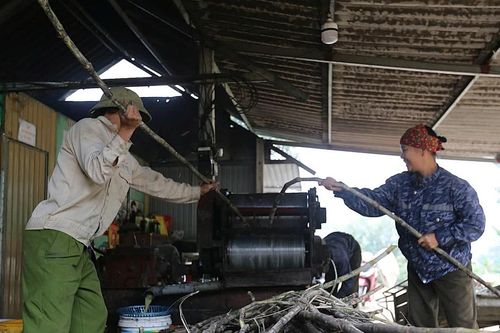 Làng mật mía đỏ lửa nấu vị ngọt cho Tết