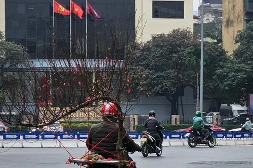 Đào, quất lác đác xuống phố Hà Nội