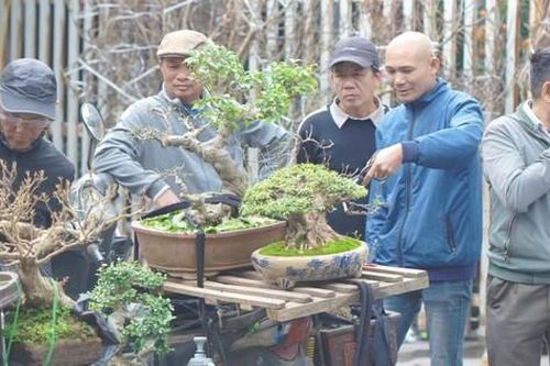 Phố cây cảnh lớn nhất Hà Nội 'diện áo mới' đón Tết