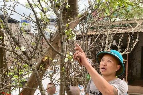 Lê, mận trắng muốt đã rộn ràng 'xuống phố'
