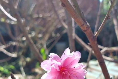 Hoa đào xứ Bắc trên cao nguyên Đắk Lắk hối hả vào tết