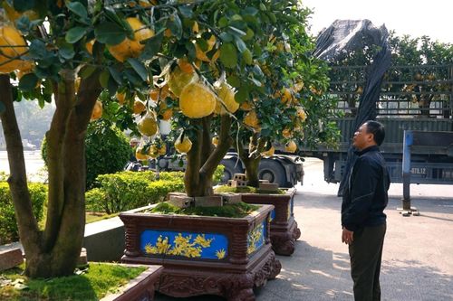 Nhà vườn hạn chế cọc vì khan hàng, cây cảnh Tết 'xuống phố' sớm