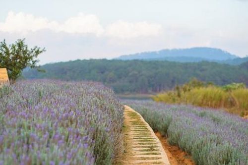 Cánh đồng hoa oải hương có view hồ 'vô cực' ở Lavender Resorts