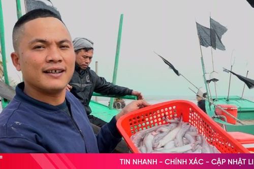 Cá cháo giá cao, dễ bán, ngư dân phấn khởi