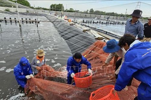 Khuyến cáo lịch thả giống nuôi tôm nước lợ
