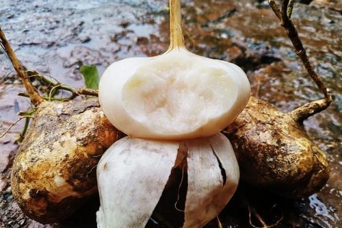Thứ người Việt hay ăn, giá siêu rẻ, không ngờ lá lẫn hạt đều kịch độc