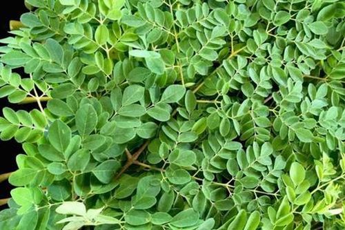 4 loại rau vườn nhà Việt Nam không lo sâu bệnh, 'tốt như nhân sâm', tuyệt ngon cho lẩu mùa đông