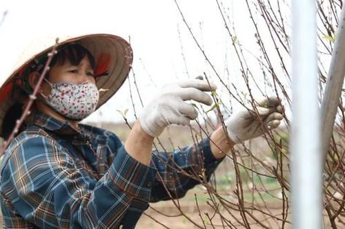 Tết này không lo thiếu đào Nhật Tân